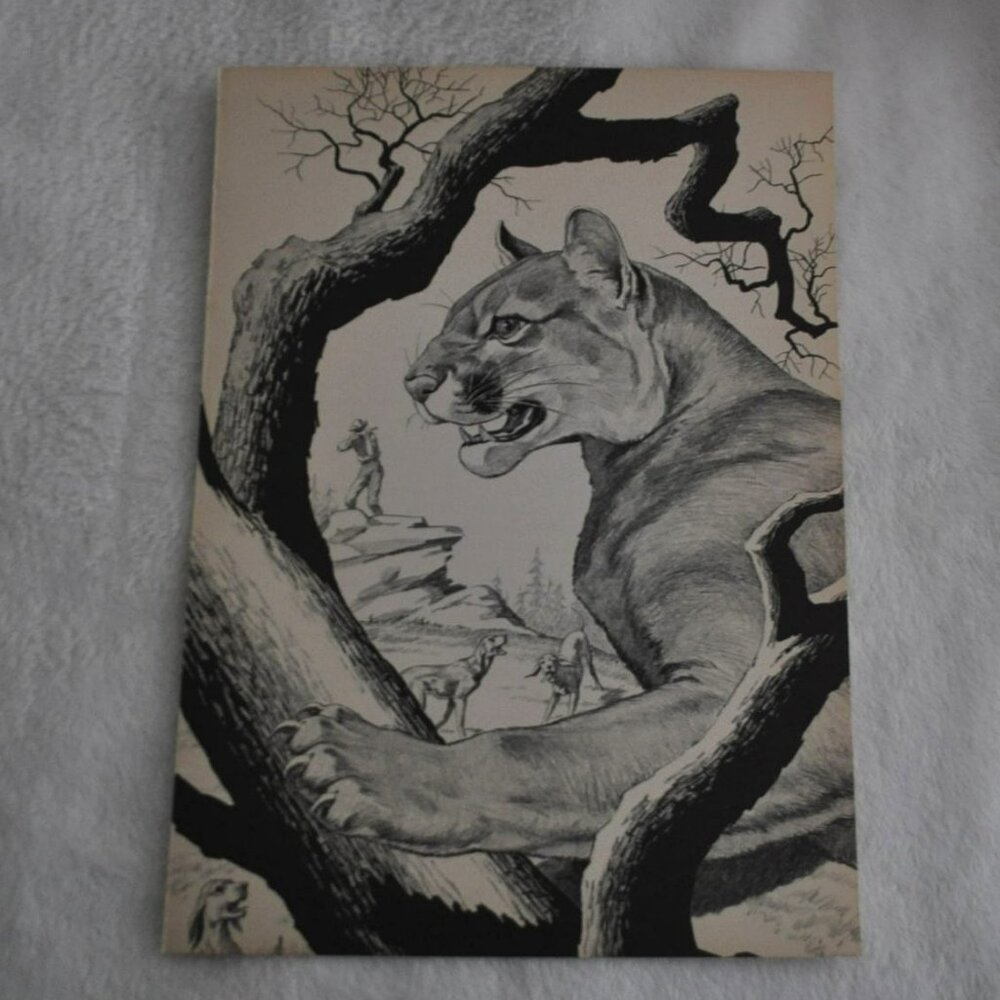 Mountain Lion Cougar 1950s wildlife book illustration bookplate vintage print
